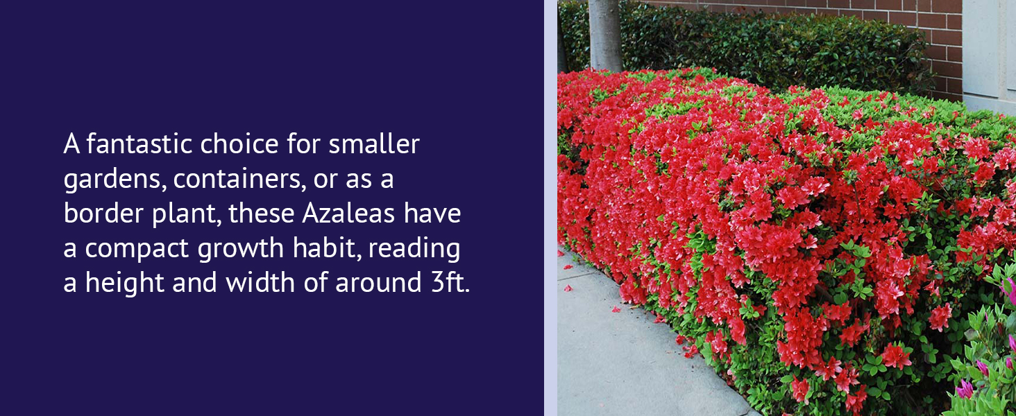 A fantastic choice for smaller gardens, containers, or as a border plant.
