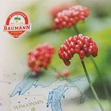 Ginseng Slices - Organic Ginseng - Baumann Ginseng Slices