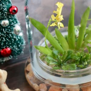 gift foliage friends family significant other