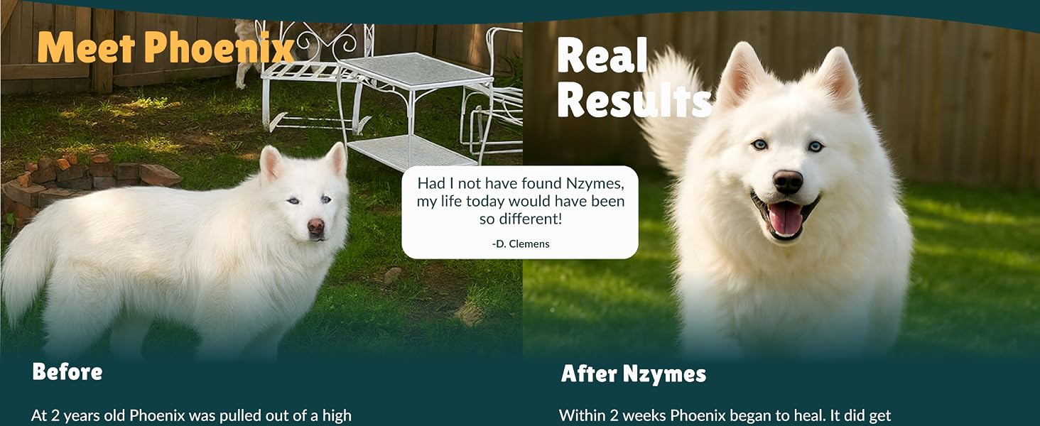 Dog skin and coat issues results