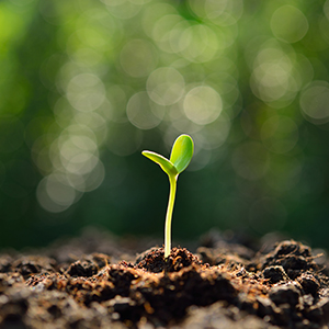sunflower seed sprouting from soil