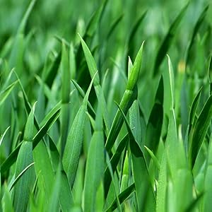 grass