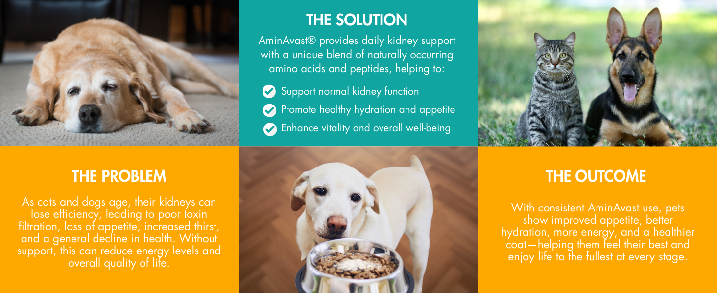 aminavast for cats, aminavast for dogs, cat kidney support, kidney support for cats