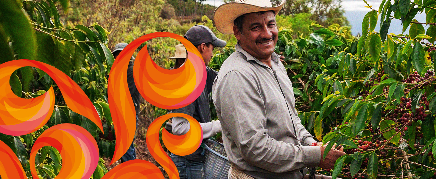 farmer picking coffee beans in field