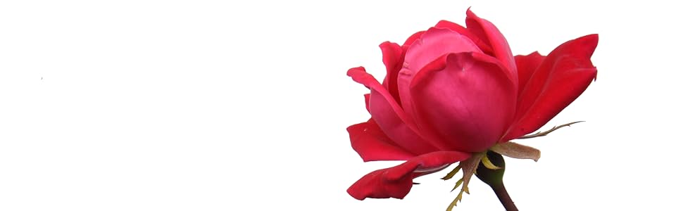 double red knock out rose