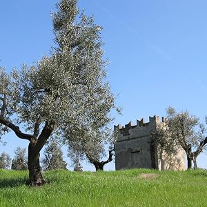 Torretta