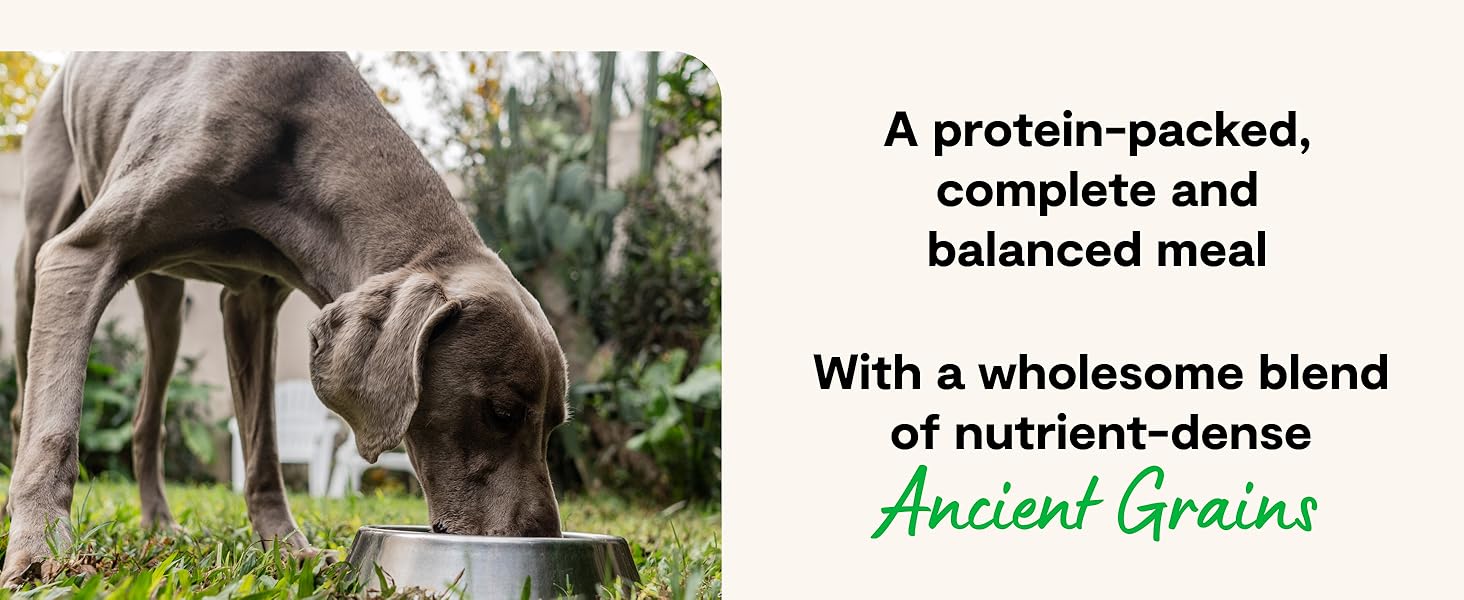 high protein dog food blends ancient grains complete and balanced meal
