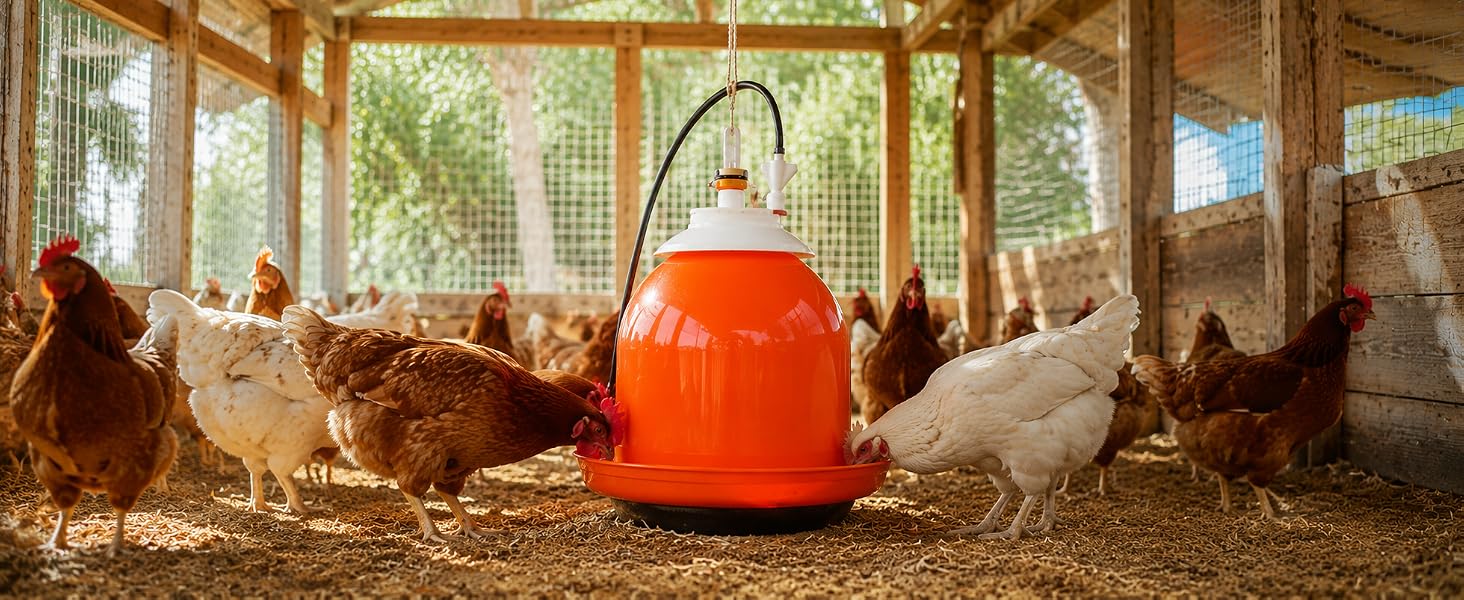 bell matic poultry waterer centered in a chicken coop with chickens drinking from it