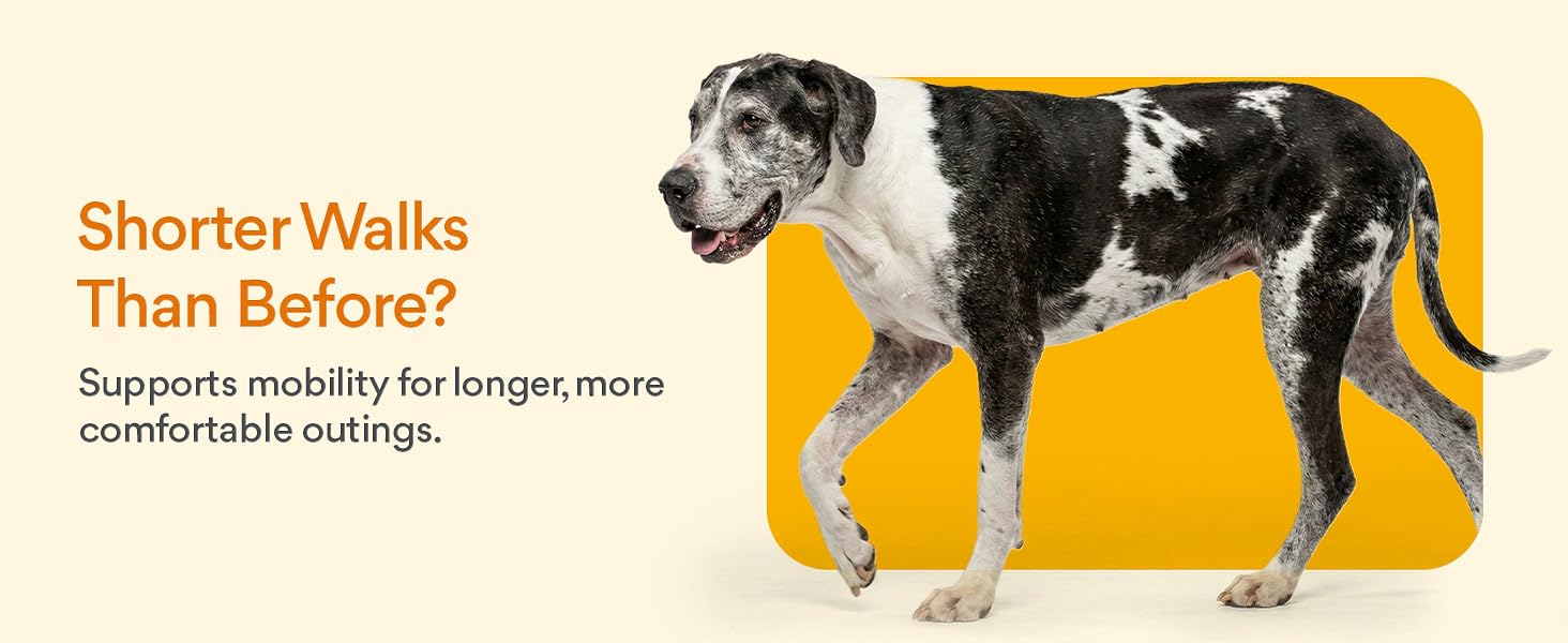 mobility for dogs