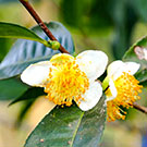 Small Leaf Tea