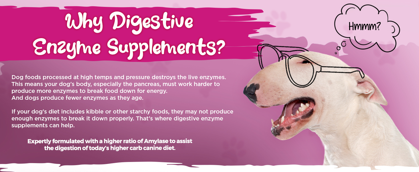 enzymes probiotics prebiotics fiber pumpkin fennel pancreatin digestion pancreas veterinarian