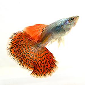 aplus content image