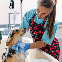 Groomers and pet owners alike appreciate the quality results of adding Showseason