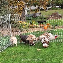 poultrynet