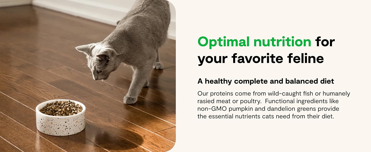 Grain Free Dry Cat Food Healthy Complete and Balanced Diet