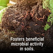 Adding organic matter will encourage beneficial soil life including improved microbial activity.