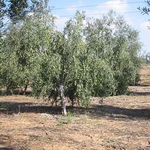 olive trees in the Holy Land - the dry conditions are key to high polyphenol olive oil