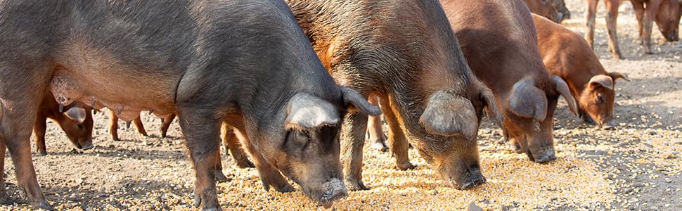 pig ham serrano iberic