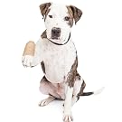 dog hurt paw