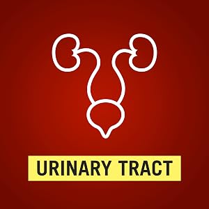 Urinary Tract