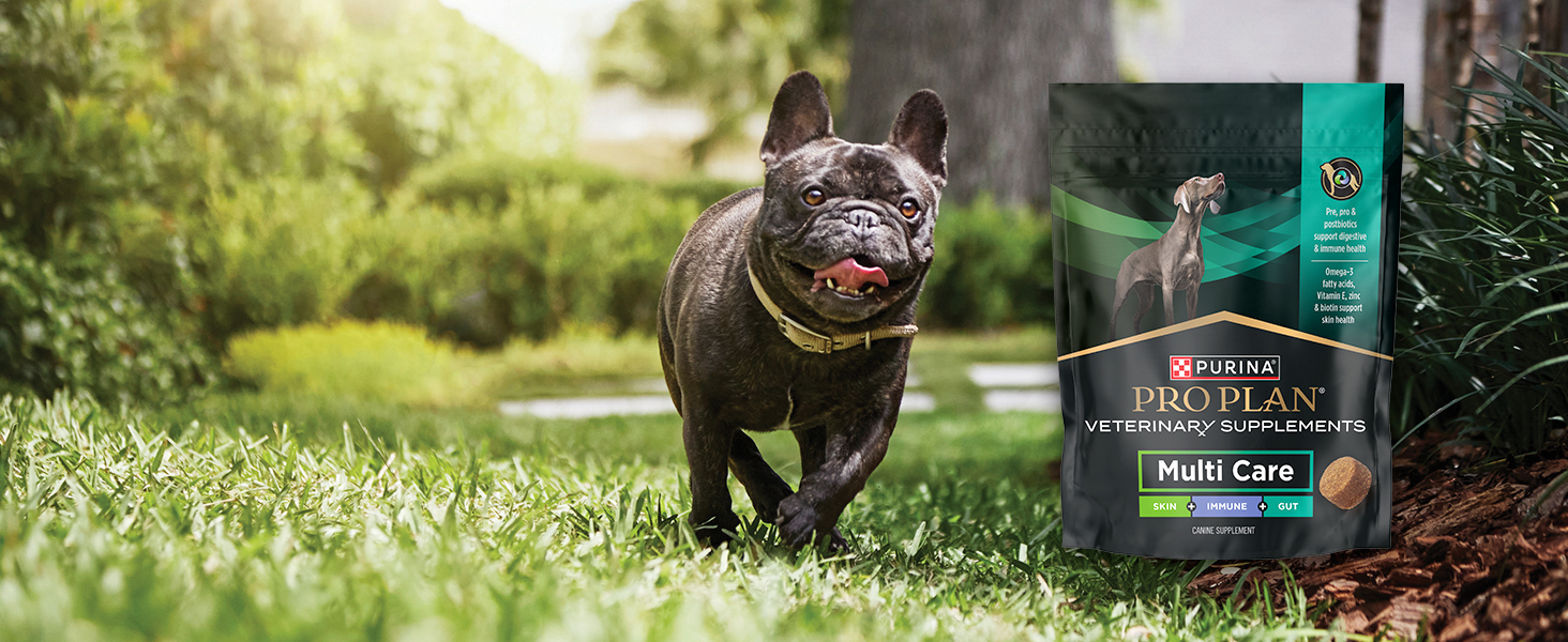 multi care package and dog running