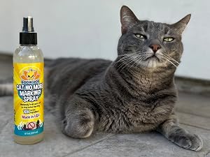 grey cat lying next to no more marking spray