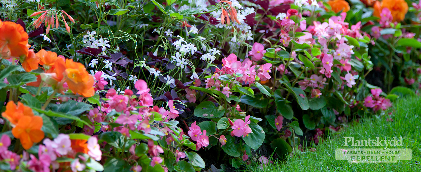 Plantskydd Flowers Garden Bed Up Close