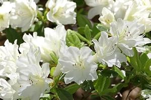 autumn angel azalea, azalea, bush, azalea bush