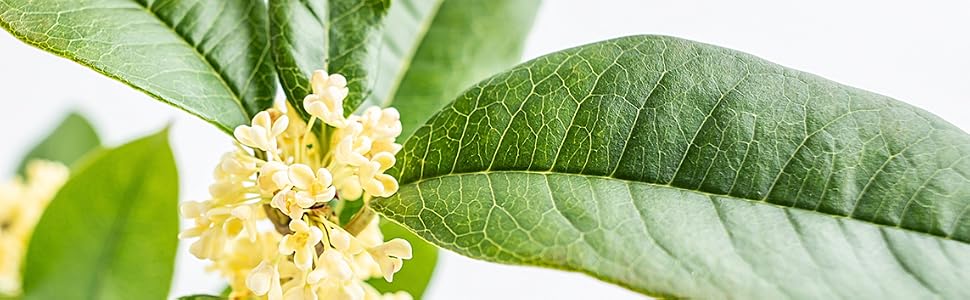 Osmanthus Fragrant Tea Olive Shrub by Perfect Plants