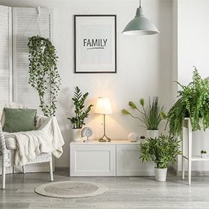 Live plants, houseplants, pothos, monstera, real plants, indoor plants, easy care
