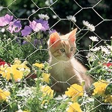 Gal 2inch 300x300 cat
