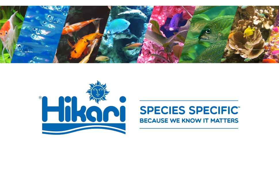 Hikari SS Logo With Colorful Banner