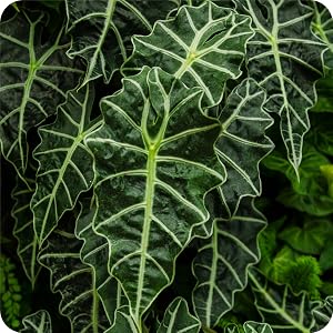 giant coral greeting growth lambs heart leaf elephany buddahs palm ebony green goddess dark star