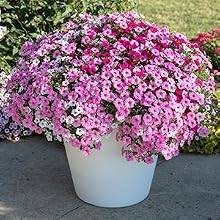 alpine, white, clean, container, planter, garden, gardening, modern, contrast, planting, flowers