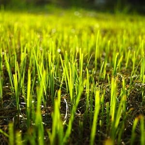 surge for newly seeded lawn
