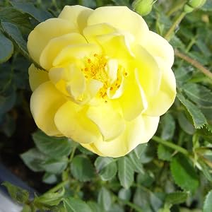 lemon;rose;yellow;flower