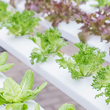 Hydroponics