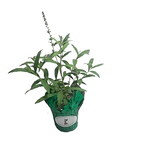 Black Knight Buddleia 4 Inch Starter Size Plant