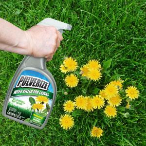 Pulverize Weed Killer for Lawns in use