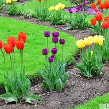 Tulips