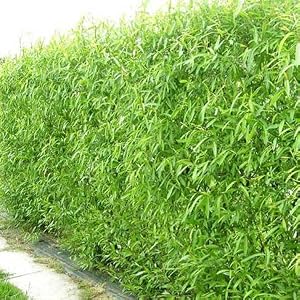 willow, willow tree, willow trees, trees, live trees