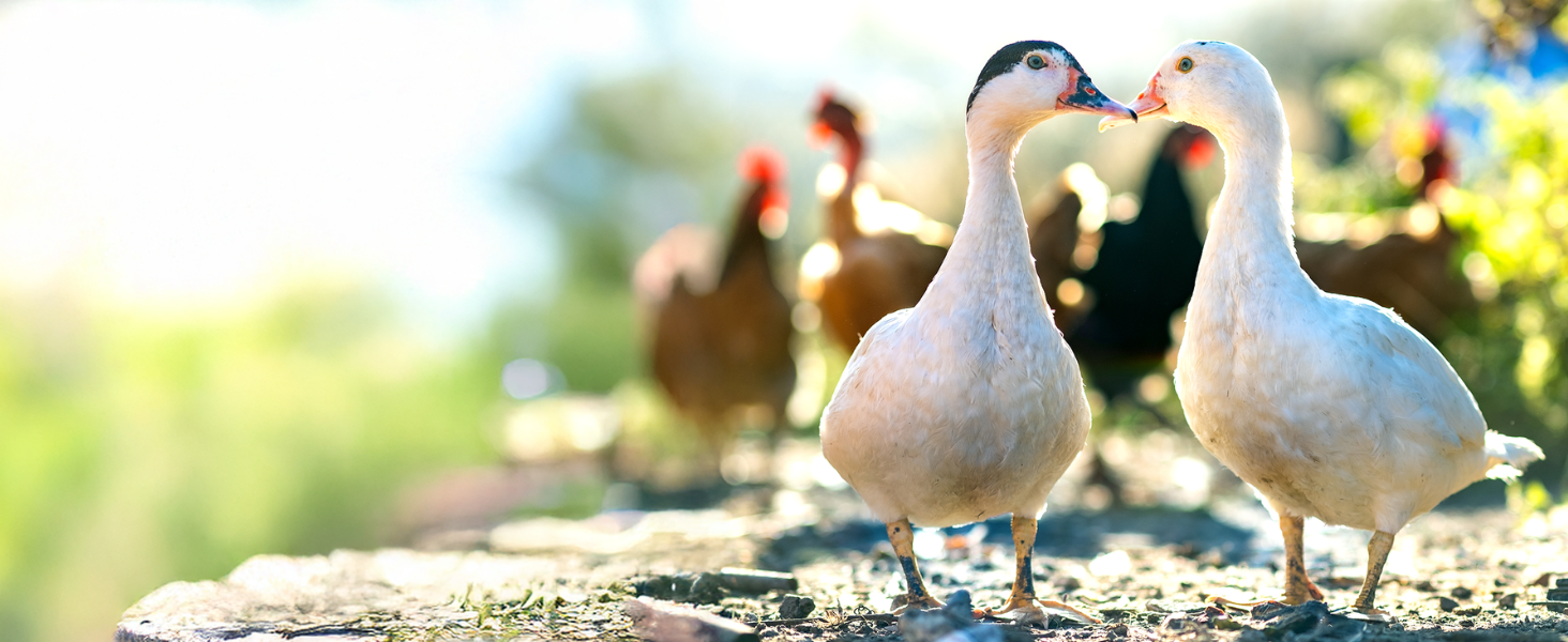 oyster shell duck ducks geese gamebirds oyster shell supplement for quail