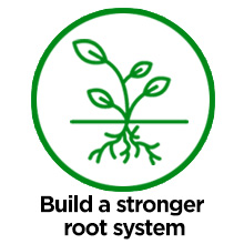 foliage seaweed rooting starter pumpkin stratum mammoth flowers growing compost sulphur wet shocker