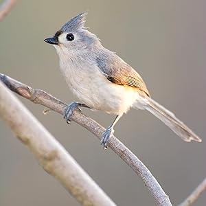 Titmice
