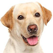 Taurine for Dogs