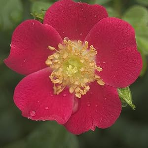 rose;flower;red;