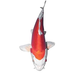 fish koi goldfish catfish wildlife plants garden backyard outdoor ornamental mini healthy api