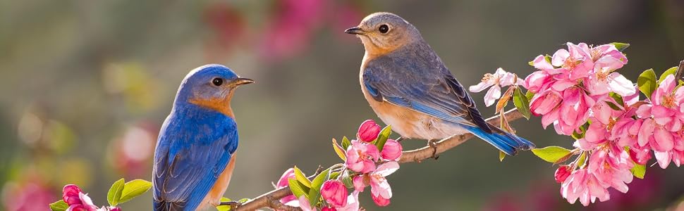 lyric, bird seed, no mess bird seed, no waste birdseed, bird food, lyric bird seed, wild bird seed