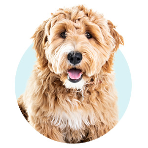 Floppy Ear Dog Ear Cleaner