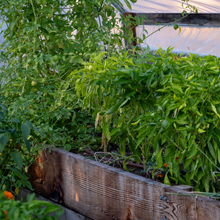 raised beds